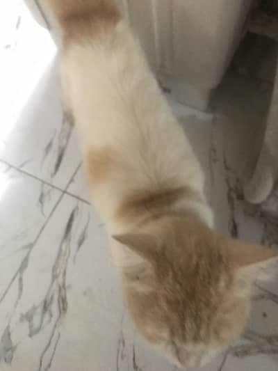 PERSION Cat  For sale