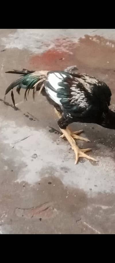 Rooster