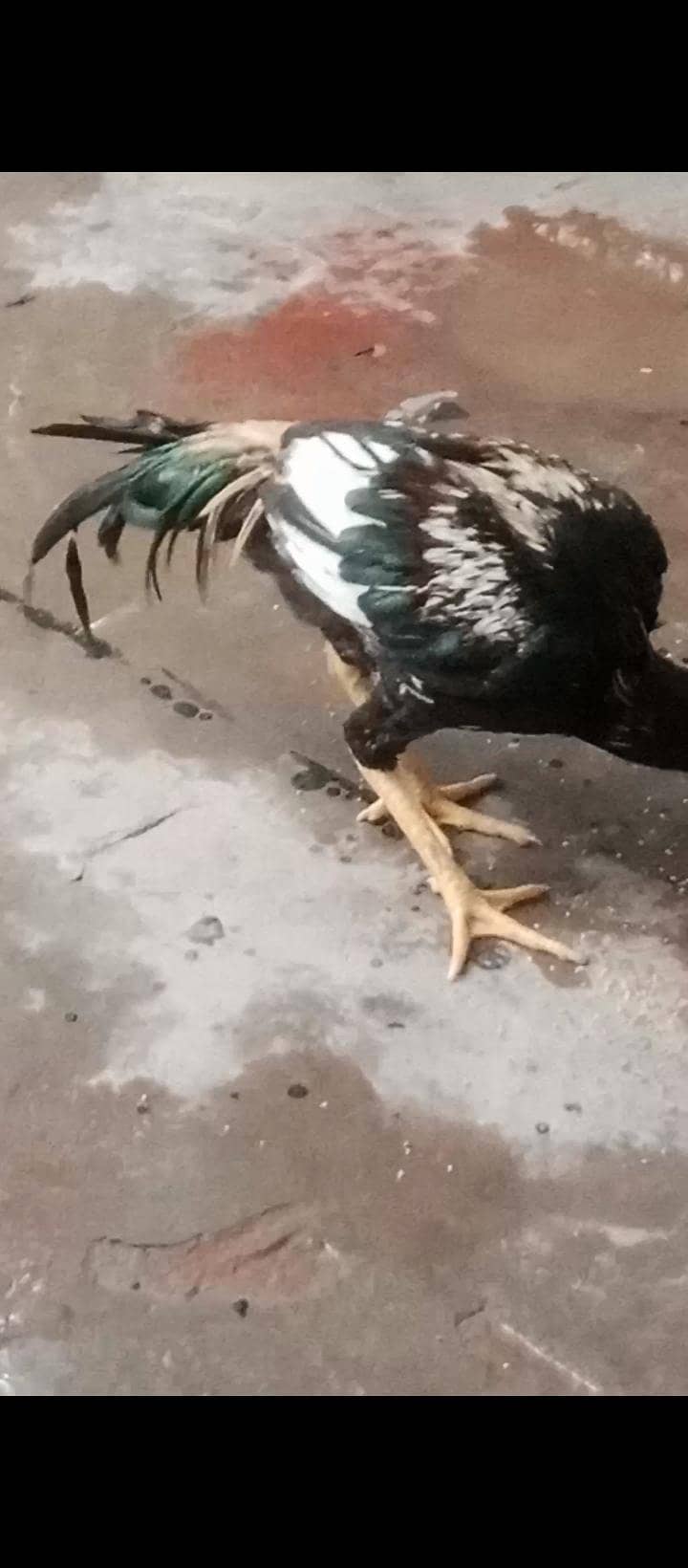 Rooster 0