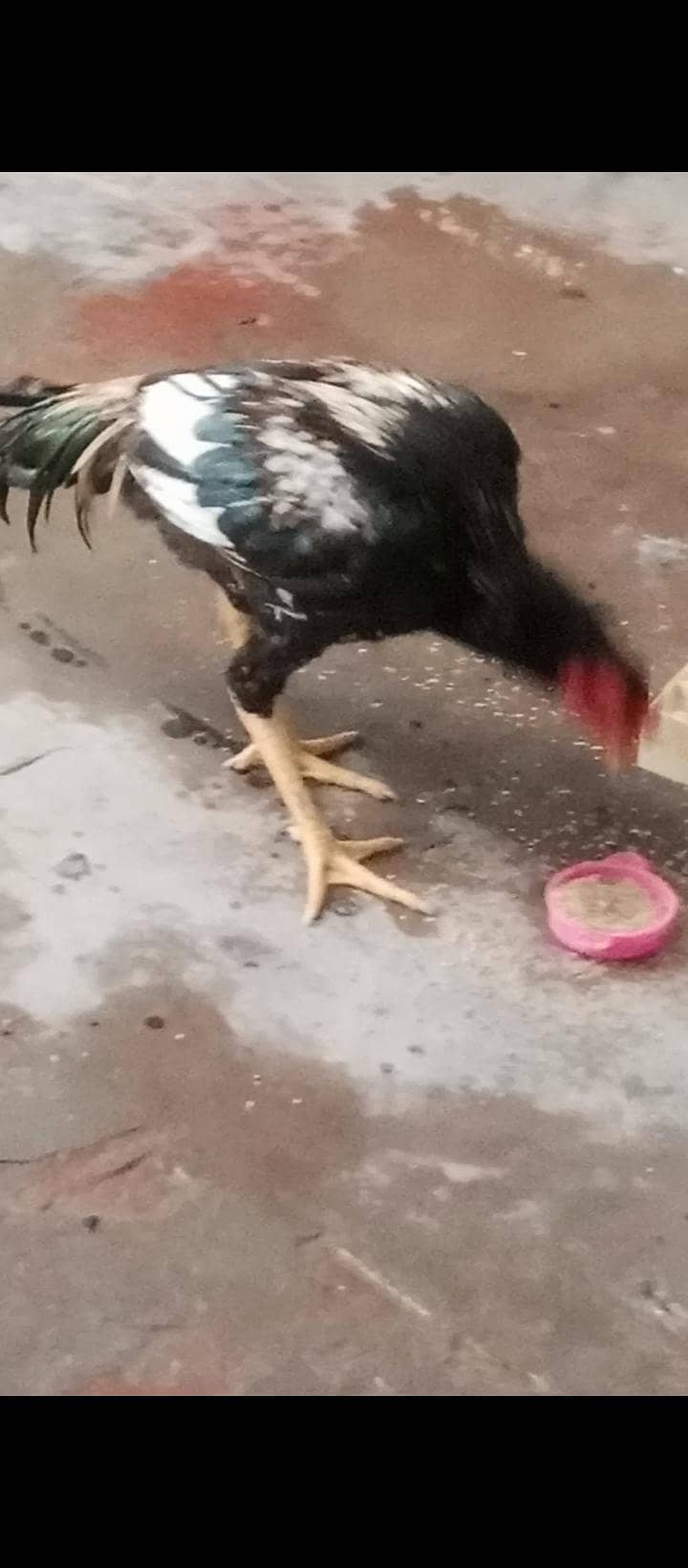 Rooster 1