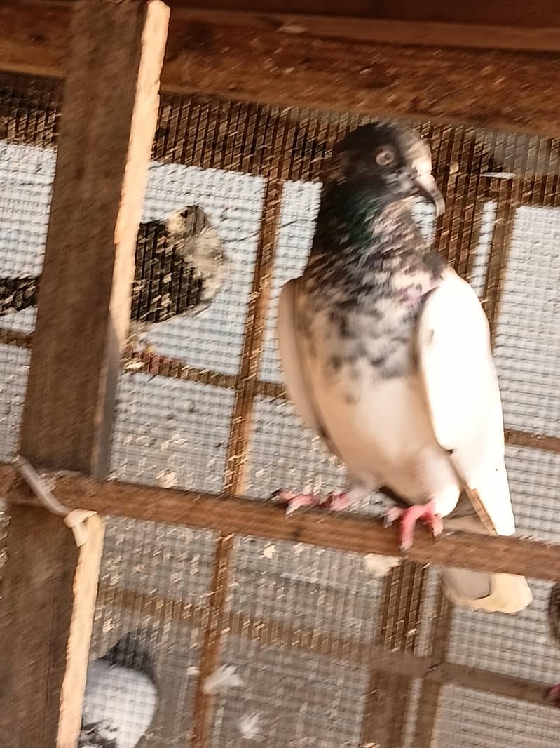 pakre wa 0