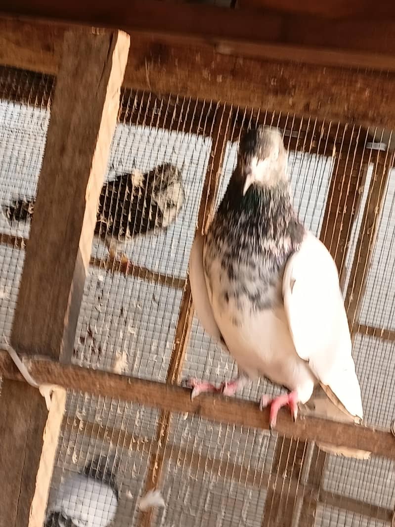 pakre wa 1