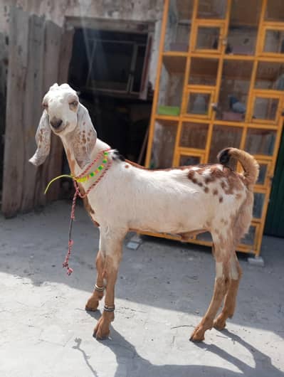 Betal bakra