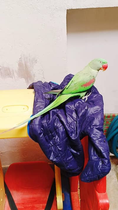 raw parrot female