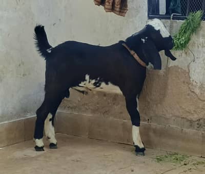 Bakra for sale