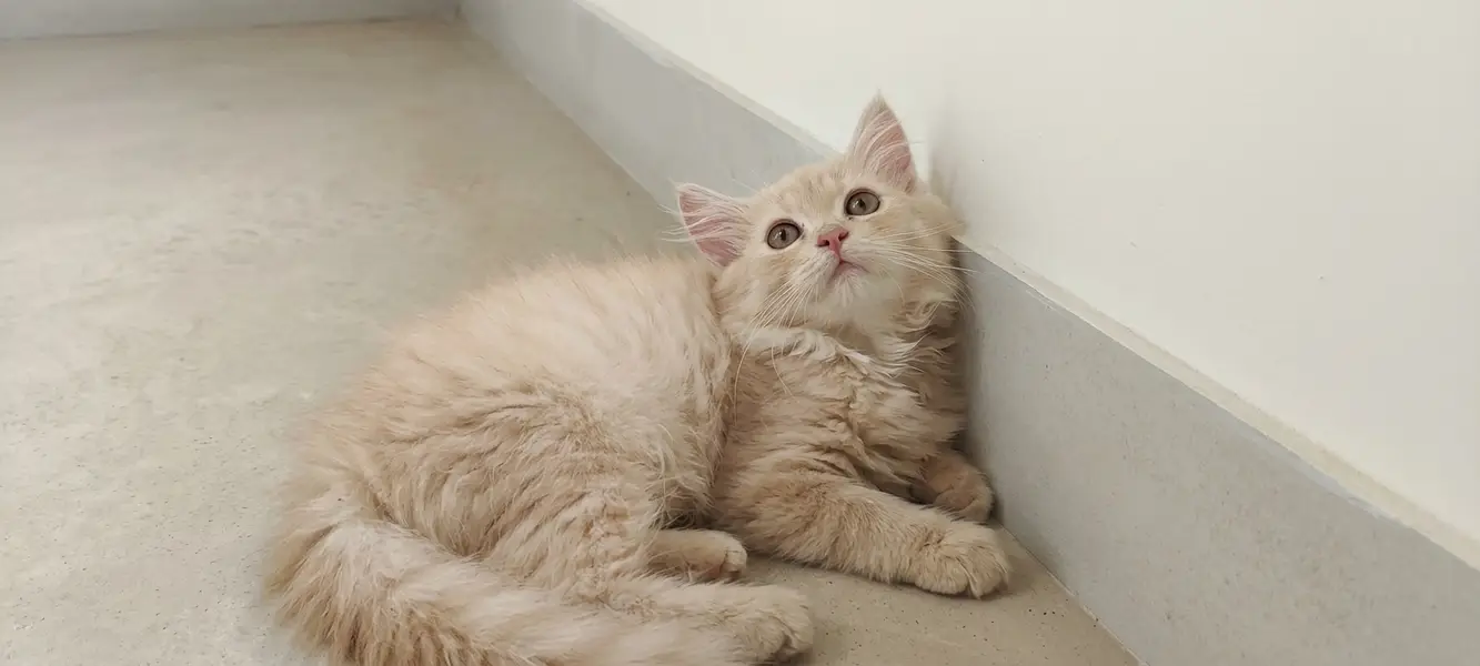 Pure Doll-Face Persian Kittens (Triple Coat) — photo 3