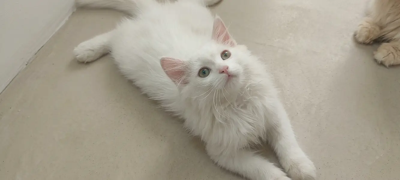 Pure Doll-Face Persian Kittens (Triple Coat) — photo 4