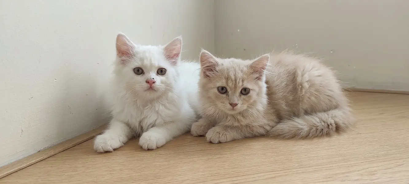 Pure Doll-Face Persian Kittens (Triple Coat) — photo 5