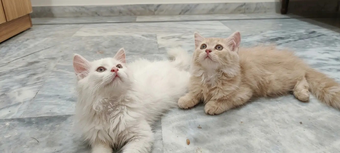 Pure Doll-Face Persian Kittens (Triple Coat) — photo 8