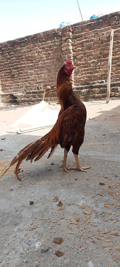 top quality mianwali amroha cros murgha