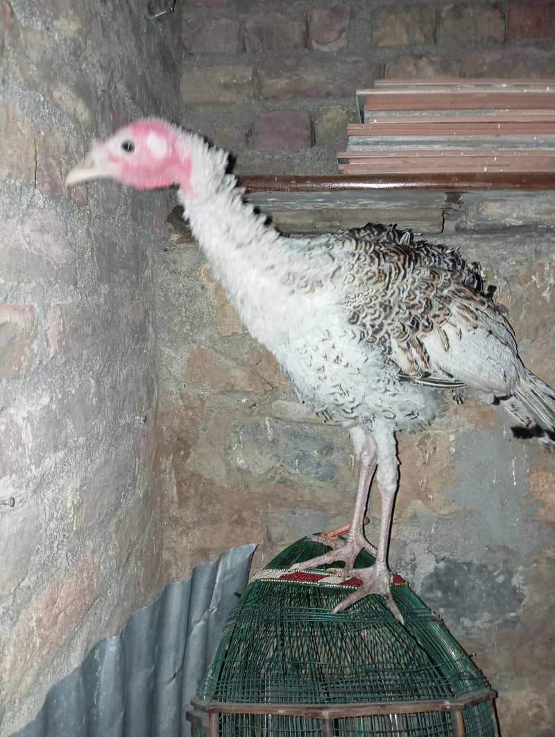 Turkey bird 0