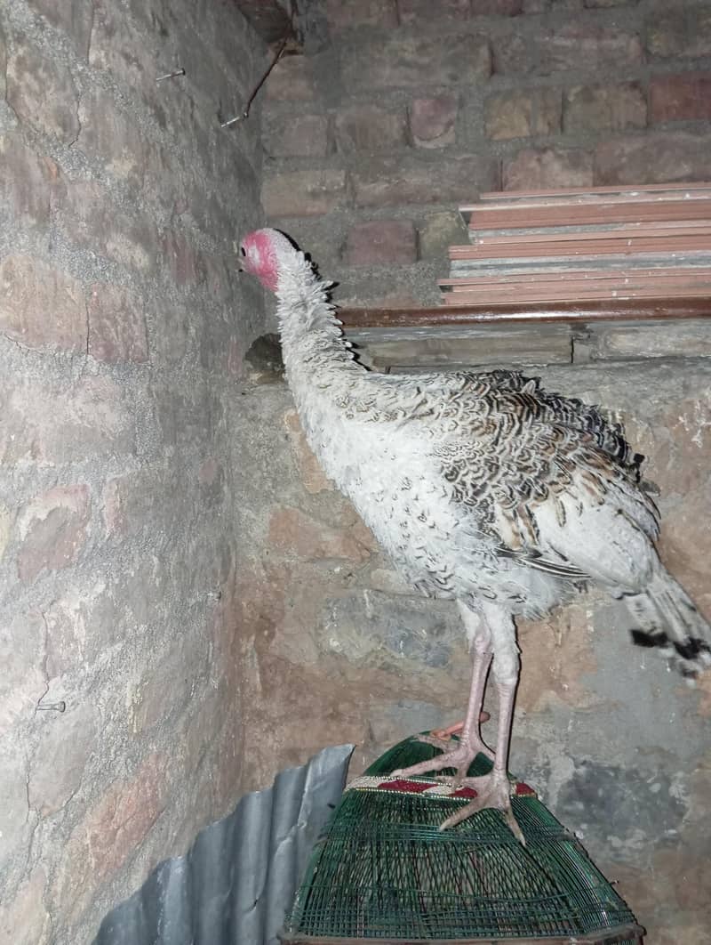 Turkey bird 2