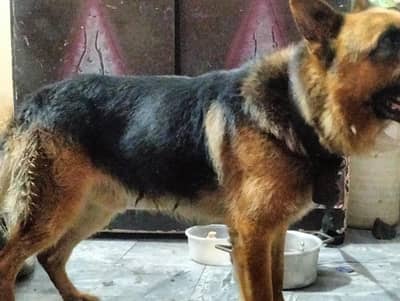 pure German Shepherd Male 1.5 old fully vaccinated healthy and active