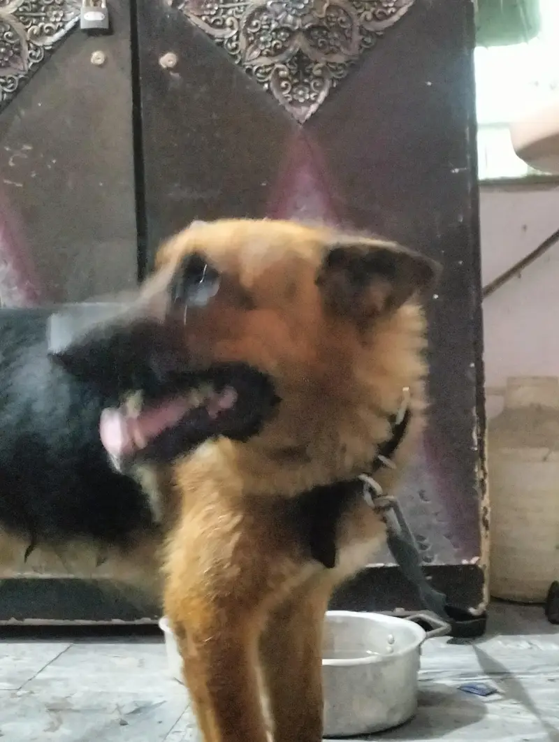 pure German Shepherd Male 1.5 old fully vaccinated healthy and active — photo 2