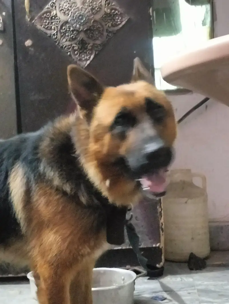 pure German Shepherd Male 1.5 old fully vaccinated healthy and active — photo 3