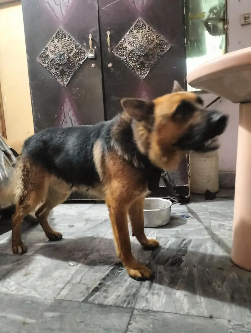 pure German Shepherd Male 1.5 old fully vaccinated healthy and active — photo 4