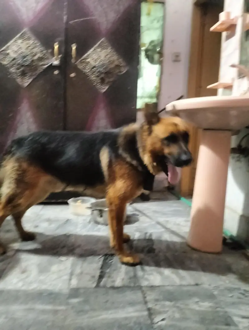 pure German Shepherd Male 1.5 old fully vaccinated healthy and active — photo 5