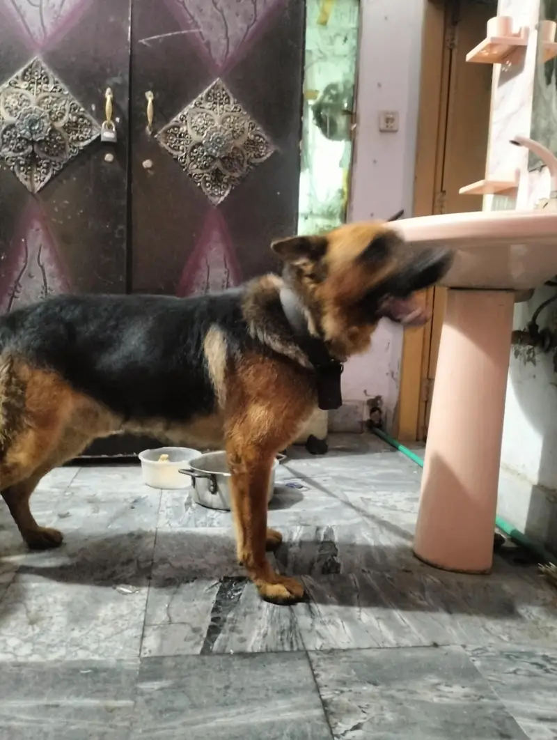 pure German Shepherd Male 1.5 old fully vaccinated healthy and active — photo 6