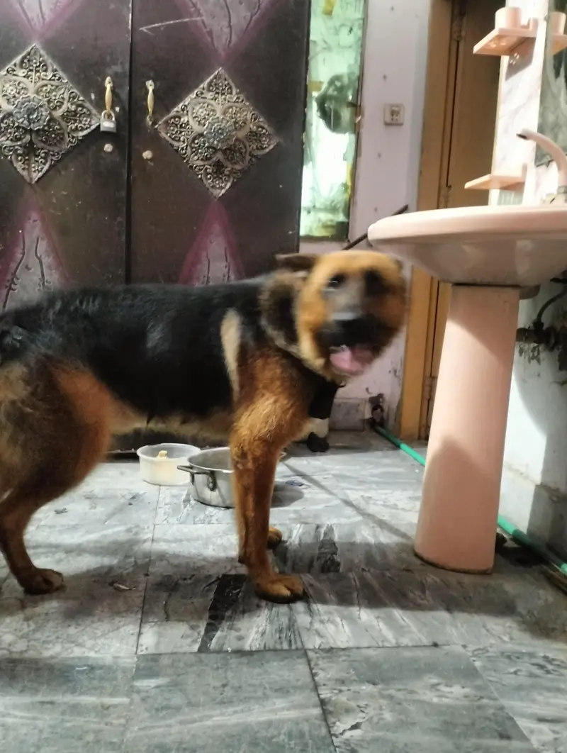 pure German Shepherd Male 1.5 old fully vaccinated healthy and active — photo 7