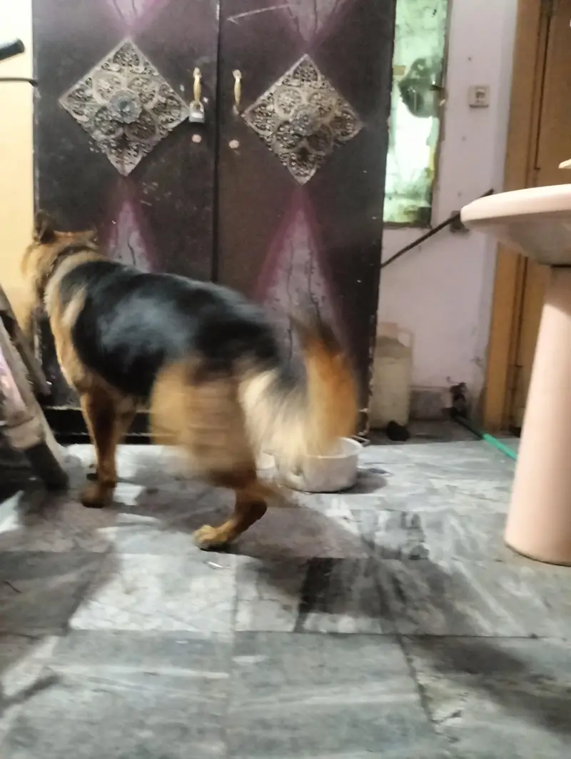 pure German Shepherd Male 1.5 old fully vaccinated healthy and active — photo 8