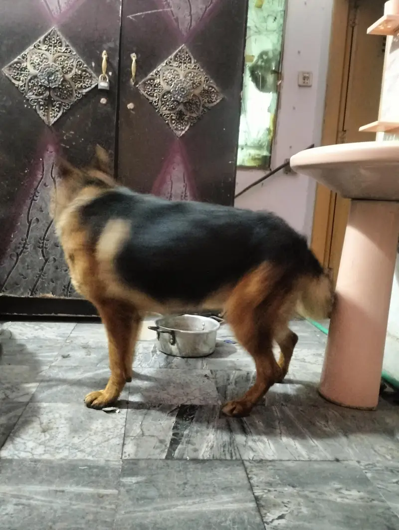 pure German Shepherd Male 1.5 old fully vaccinated healthy and active — photo 9