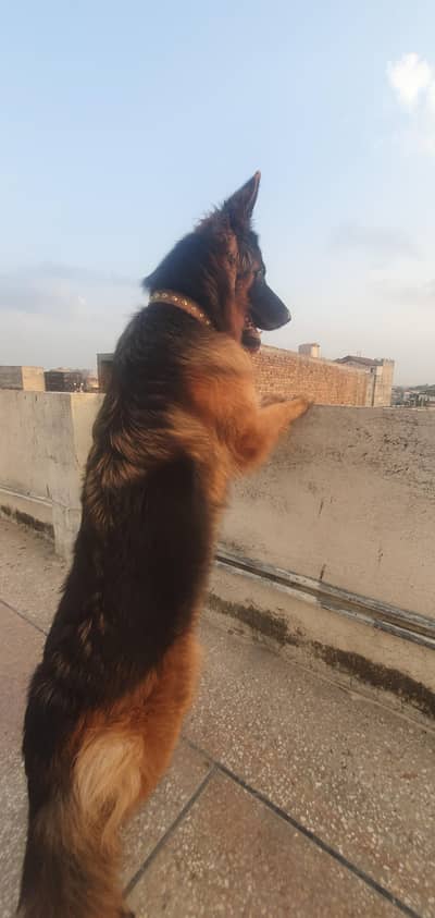 Premium Long Coat German Shepherd female
