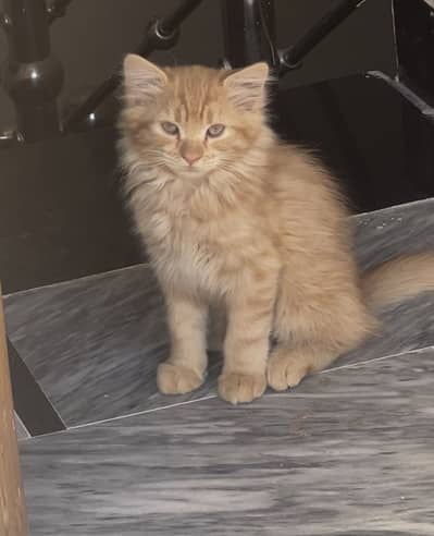 Persian kittens triple and double coated