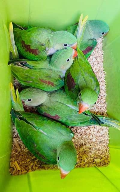 raw parrot chicks