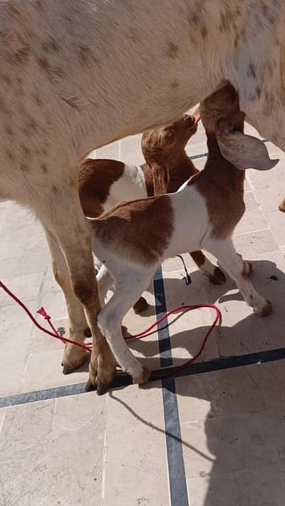 Bakri/male/ female kids