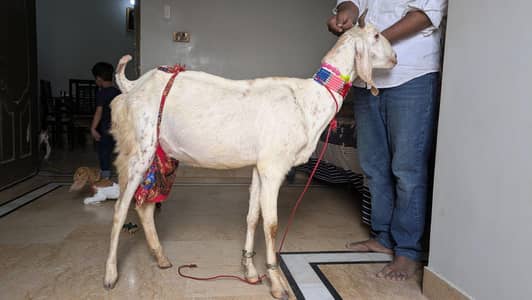 Bakri/male/ kids