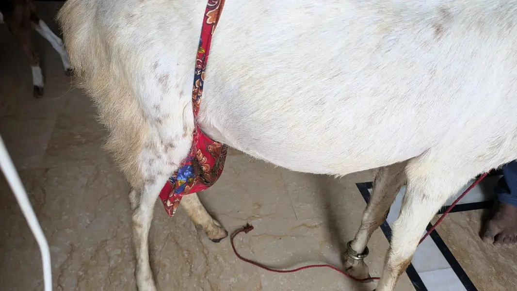 Bakri/male/ kids — photo 2