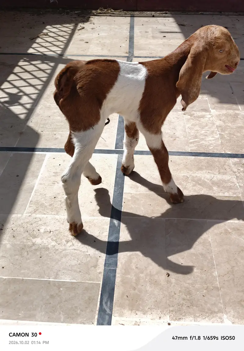 Bakri/male/ kids — photo 3
