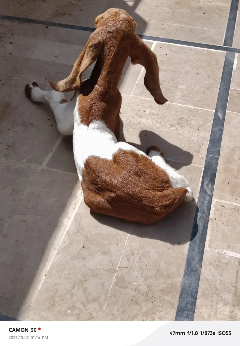 Bakri/male/ kids — photo 4