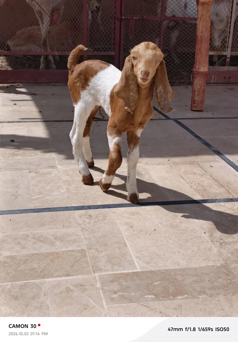 Bakri/male/ kids — photo 5