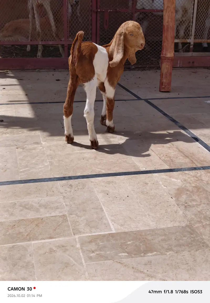Bakri/male/ kids — photo 6