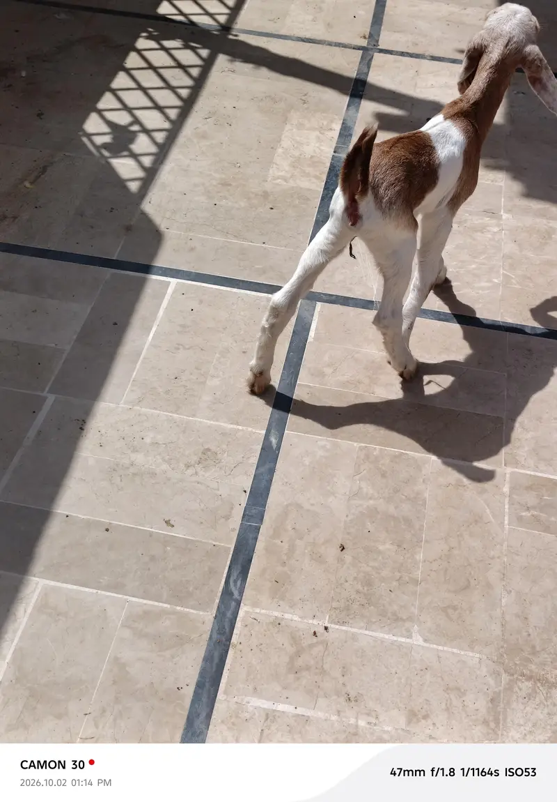 Bakri/male/ kids — photo 7