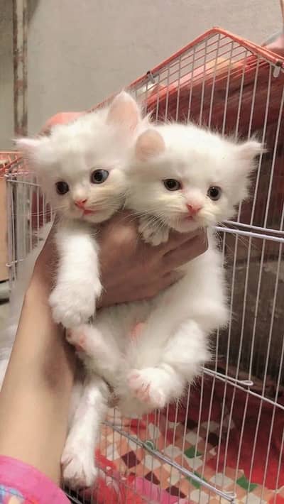 cat's baby