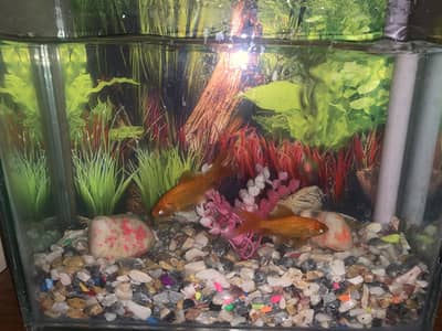 Gold fish