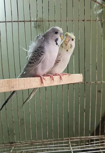 Tcb hogo breeder pair