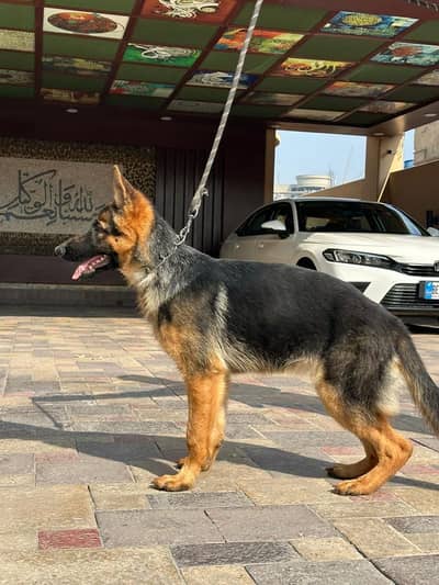 FEMALE GERMAN SHEPHERD FOR SALE 100 PERCENT ORIGNAL