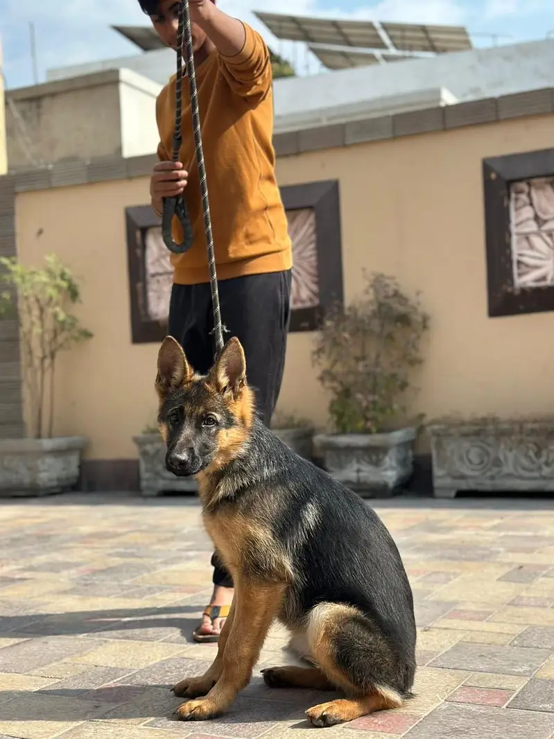 FEMALE GERMAN SHEPHERD FOR SALE 100 PERCENT ORIGNAL — photo 2