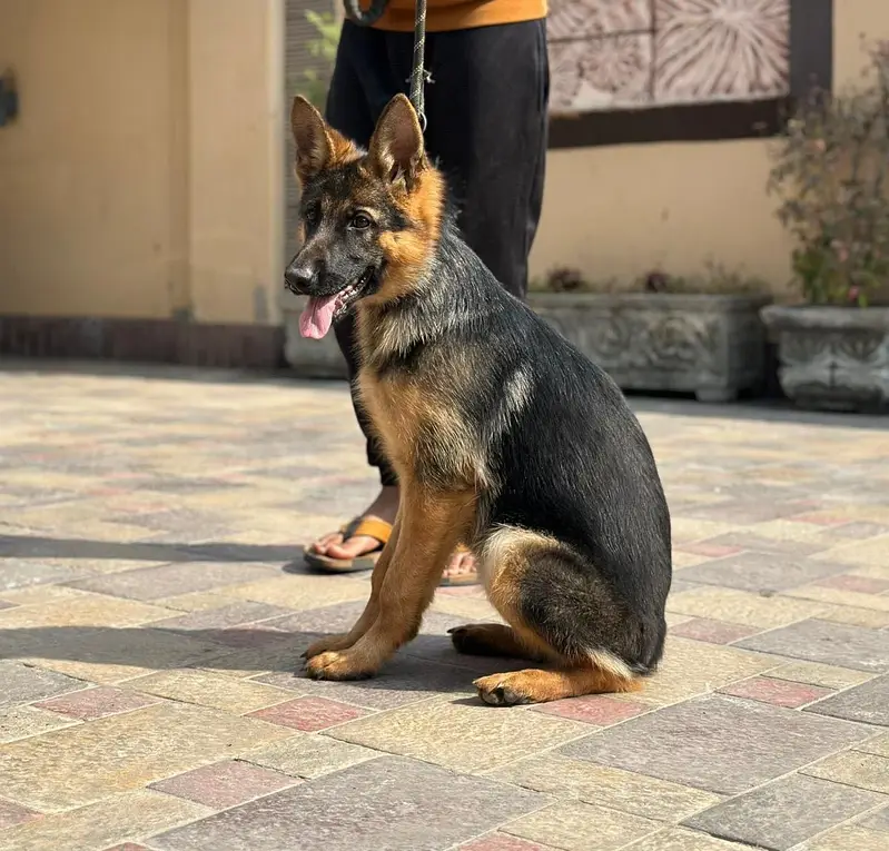 FEMALE GERMAN SHEPHERD FOR SALE 100 PERCENT ORIGNAL — photo 3