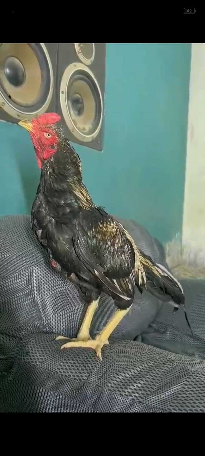 aseel patha 1