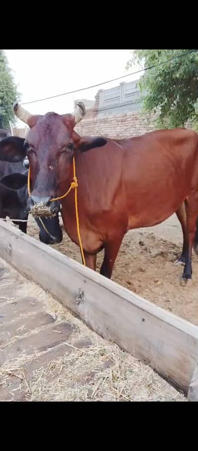 Friesian cow for sale