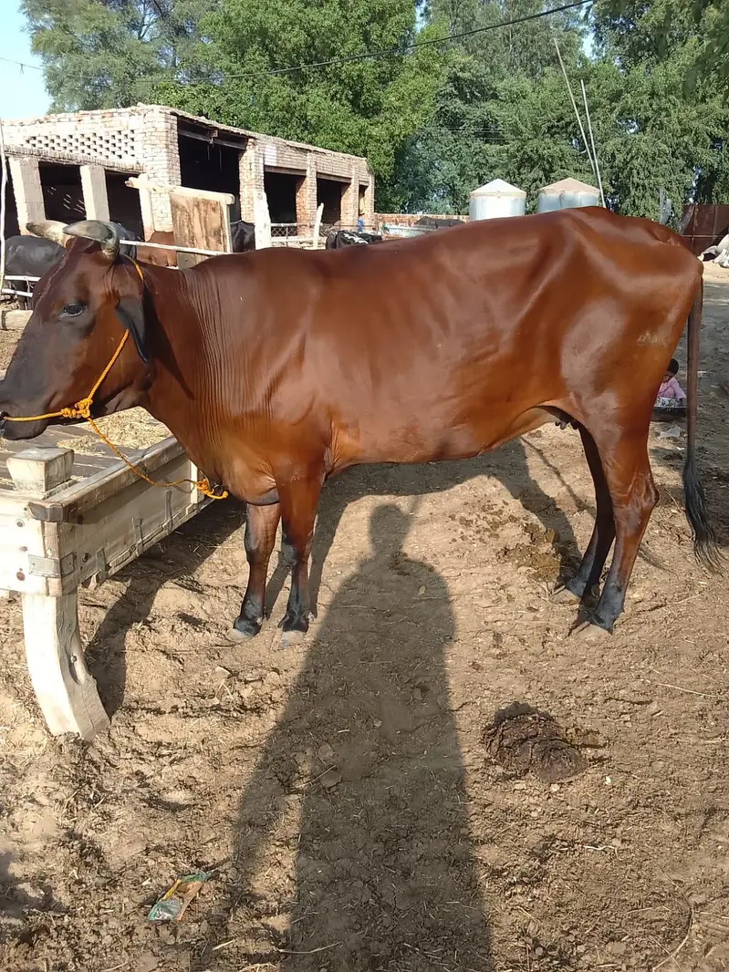 Friesian cow for sale — photo 2