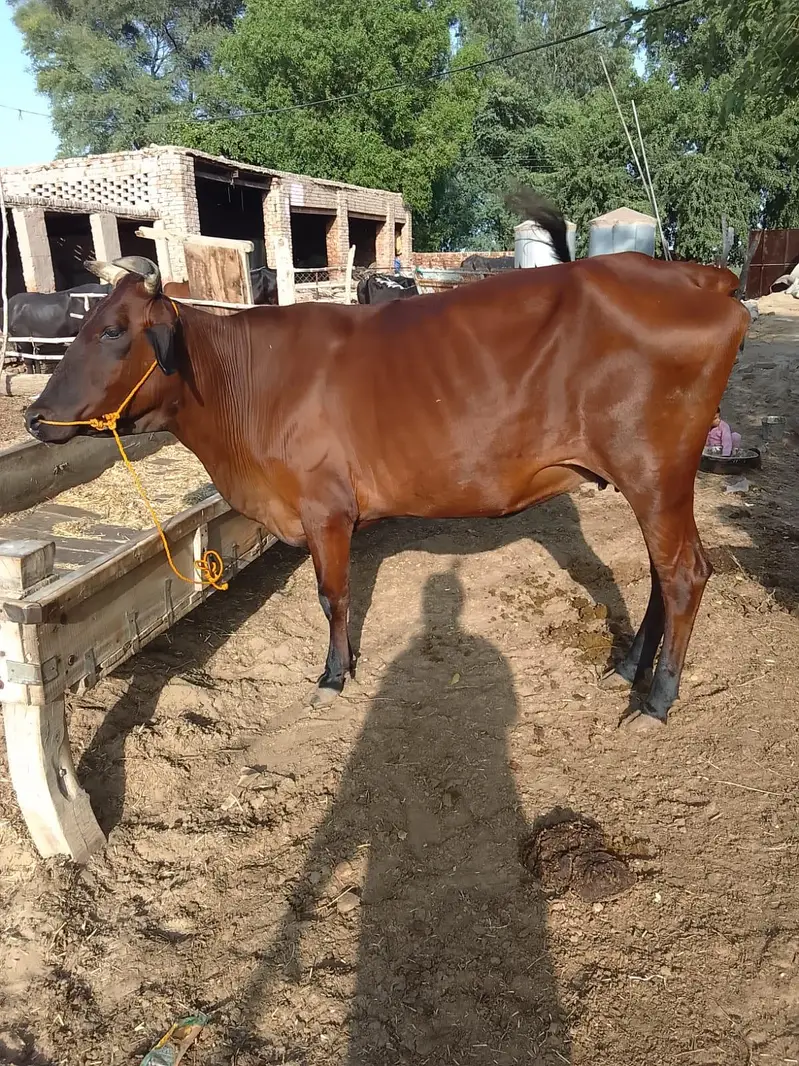 Friesian cow for sale — photo 3