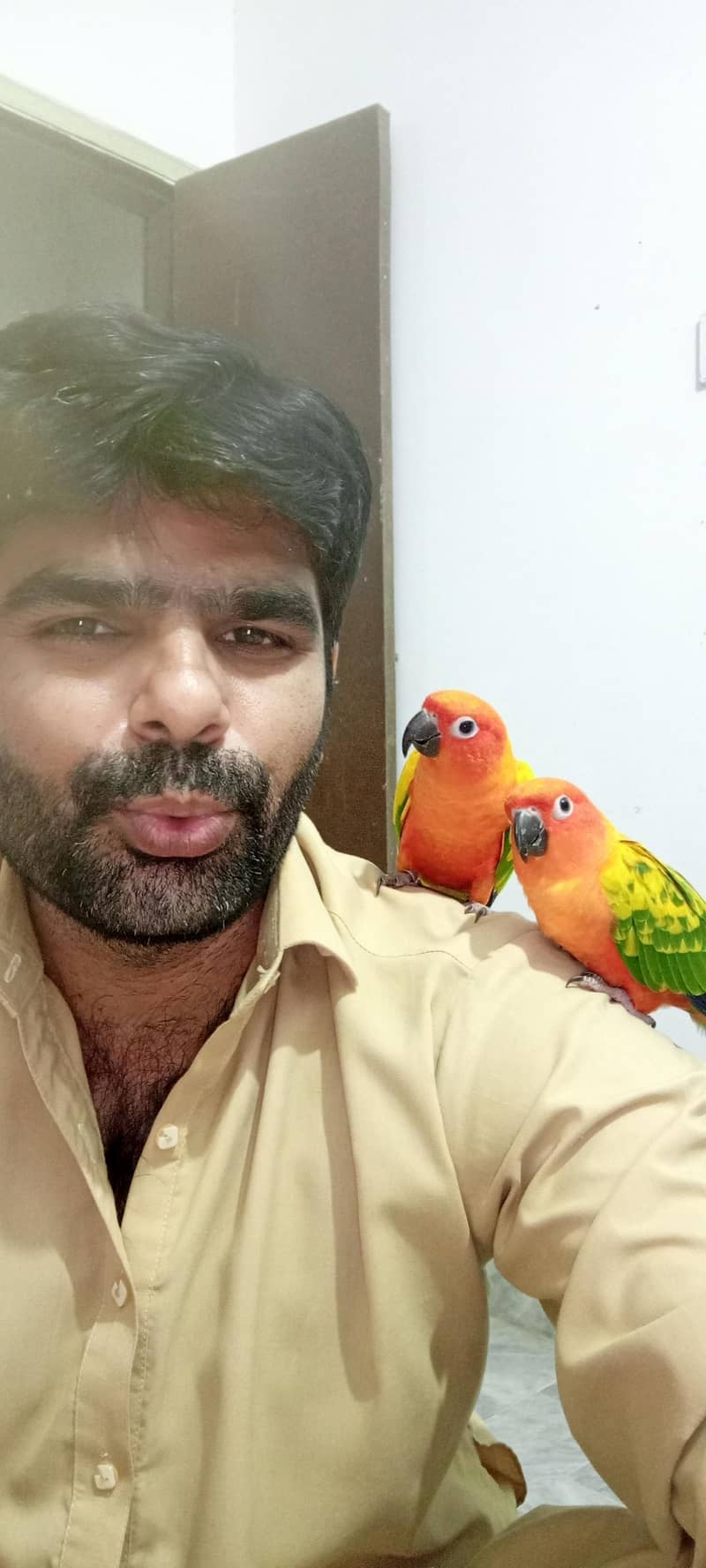 sun conure 0