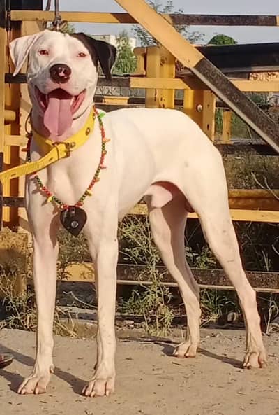 Pure Lapa Gultair Male age 10 month For Sale