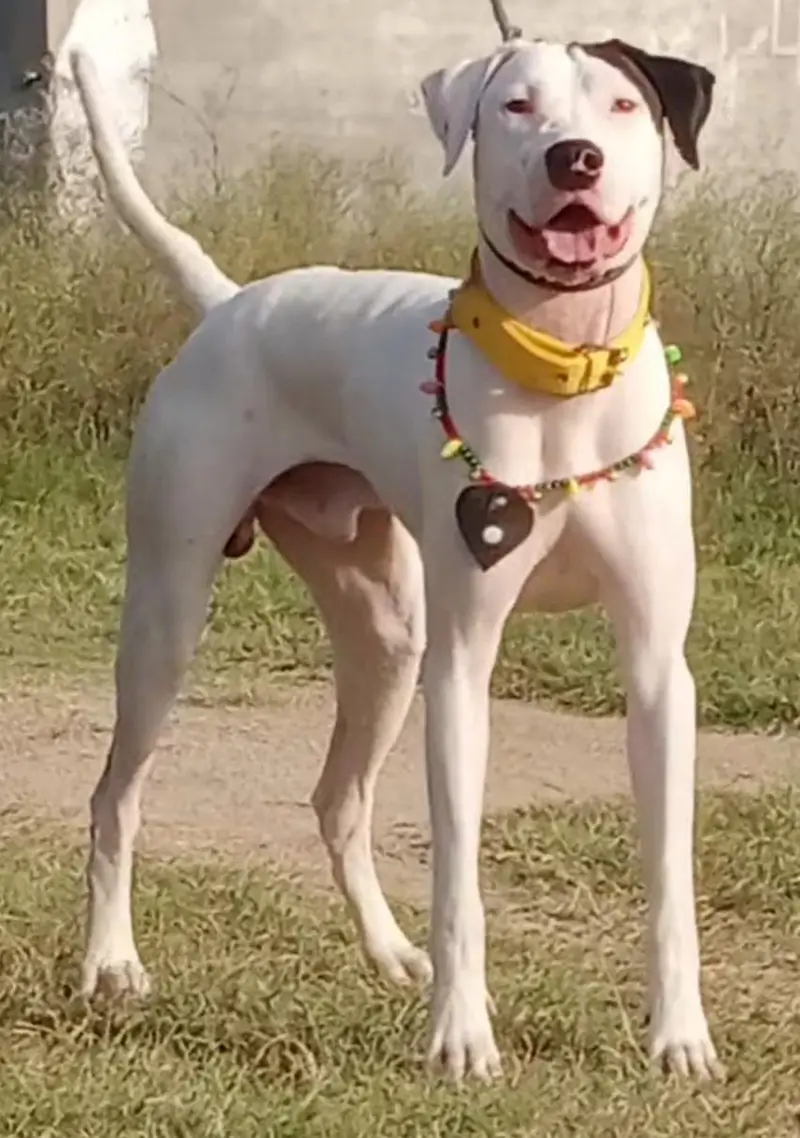 Pure Lapa Gultair Male age 10 month For Sale — photo 2
