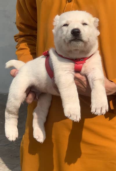 Afghan kochi dog male female 2 month for sale security dog available